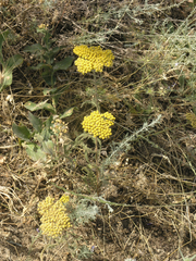 Achillea arabica