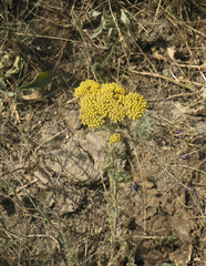 Achillea arabica