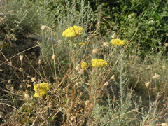 Achillea arabica