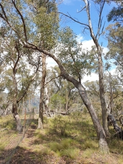 Eucalyptus caliginosa