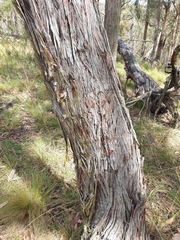 Eucalyptus caliginosa