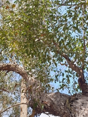 Eucalyptus caliginosa