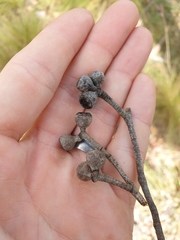 Eucalyptus caliginosa