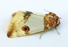 Schinia oculata