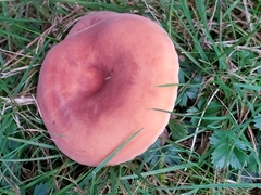 Lactifluus hygrophoroides