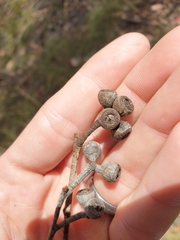 Eucalyptus caliginosa