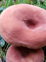 Lactifluus hygrophoroides
