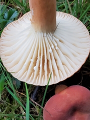 Lactifluus hygrophoroides