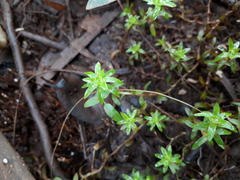 Paepalanthus fluviatilis