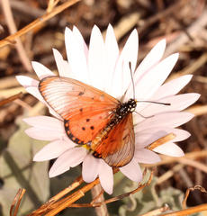 Acraea neobule neobule