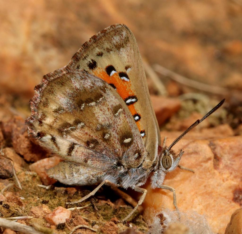 Dull Copper