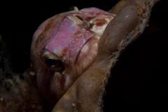 Chorisochismus dentex