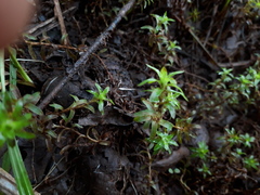 Paepalanthus fluviatilis
