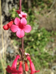 Penstemon superbus