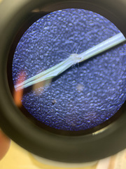 Rytidosperma buchananii