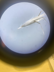 Rytidosperma buchananii