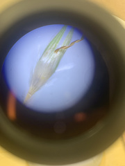 Rytidosperma buchananii