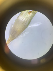 Rytidosperma buchananii