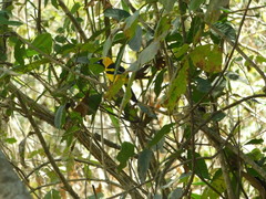 Icterus graceannae