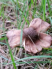 Fungi