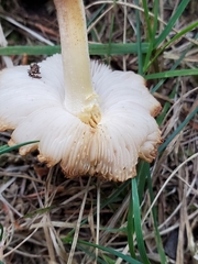 Fungi
