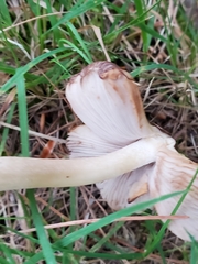 Fungi