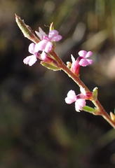 Muraltia dispersa