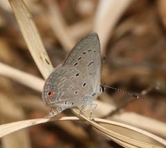 Eicochrysops messapus messapus