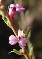 Muraltia dispersa