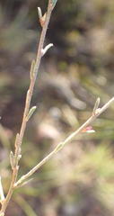 Muraltia dispersa