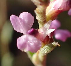 Muraltia dispersa