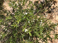 Logania linifolia