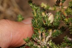 Aspalathus cymbiformis