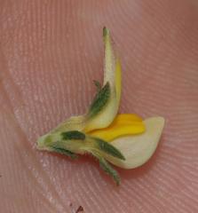 Aspalathus cymbiformis