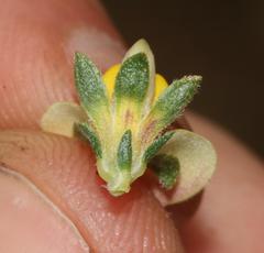 Aspalathus cymbiformis