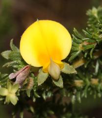 Aspalathus cymbiformis