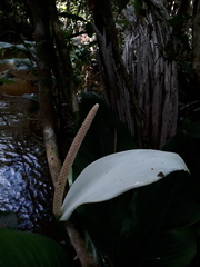 Spathiphyllum cannifolium