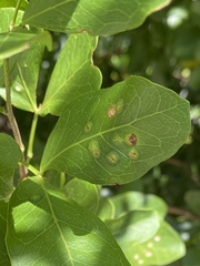 Tanaostigmodes pithecellobiae