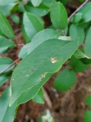 Prunus serotina