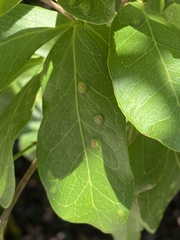 Tanaostigmodes pithecellobiae