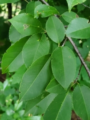 Prunus serotina