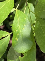 Tanaostigmodes pithecellobiae