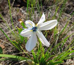 Aristea cantharophila
