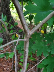 Prunus serotina