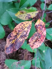 Prunus serotina