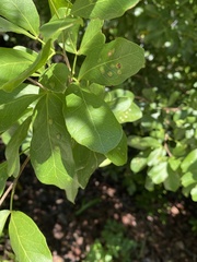 Tanaostigmodes pithecellobiae