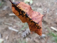 Prunus serotina