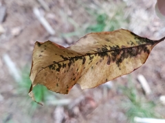 Prunus serotina