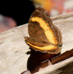 Junonia elgiva
