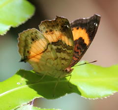 Junonia elgiva